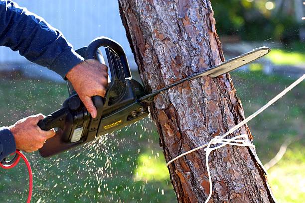 Professional Tree Care in St Vincent College, PA