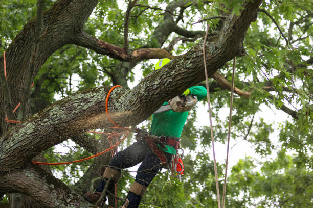 Best Tree Risk Assessment  in St Vincent College, PA