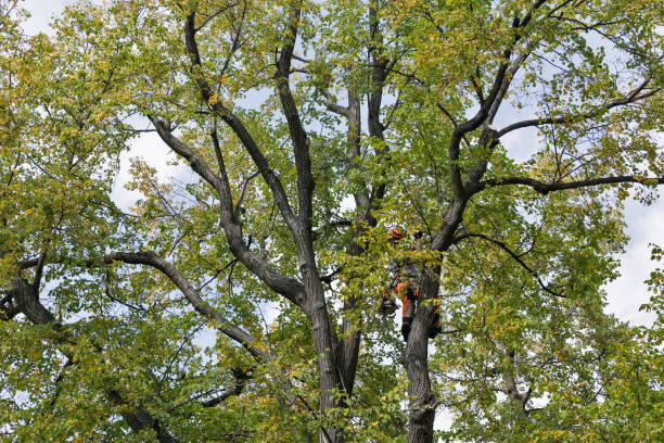 How Our Tree Care Process Works  in  St Vincent College, PA